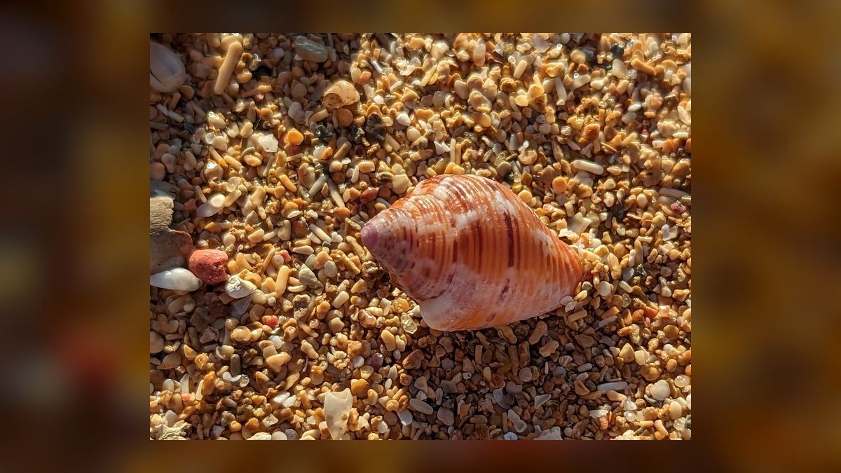 Top 10 Hermit Crab Shells in Rare Sizes and Patterns for 2027 — figure 1