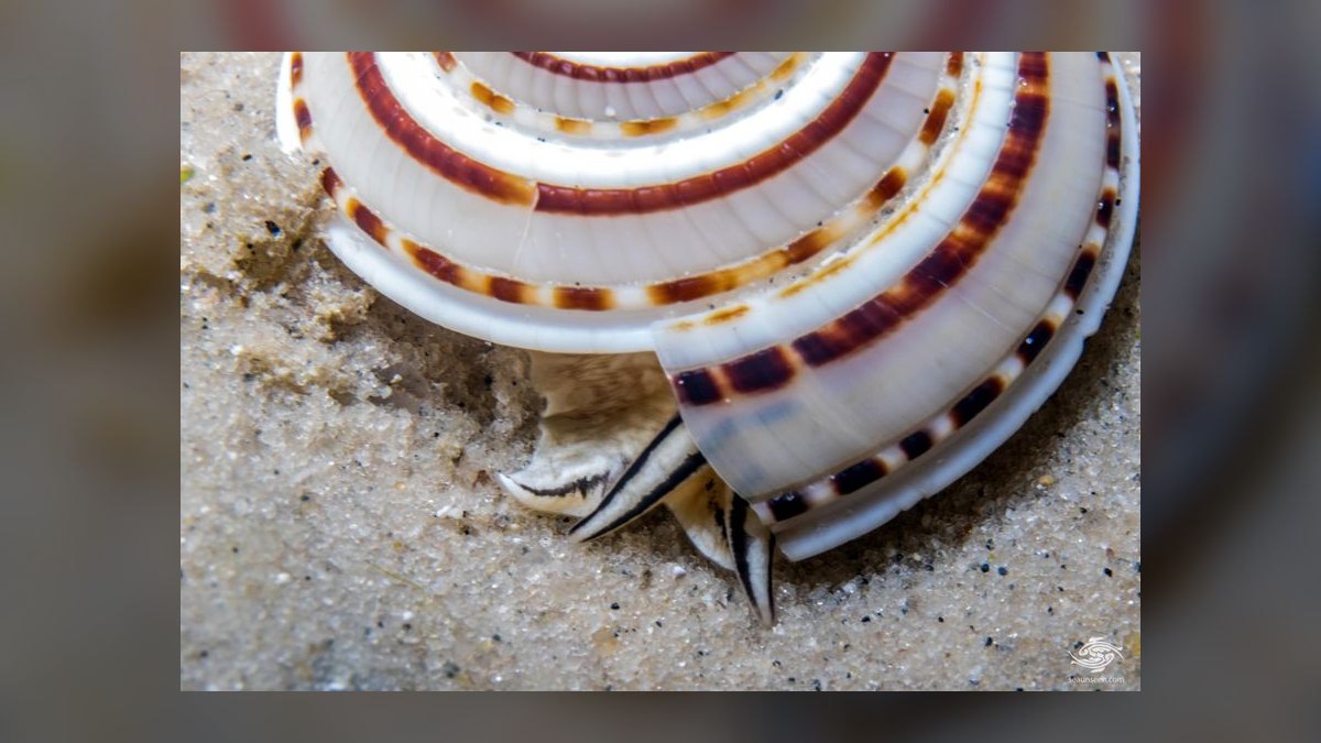 Top 10 Hermit Crab Shells in Rare Sizes and Patterns for 2027 — figure 10