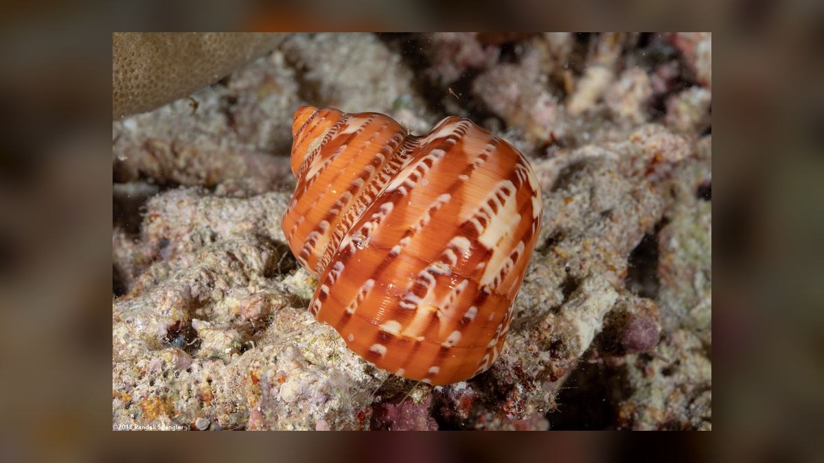 Top 10 Hermit Crab Shells in Rare Sizes and Patterns for 2027 — figure 2