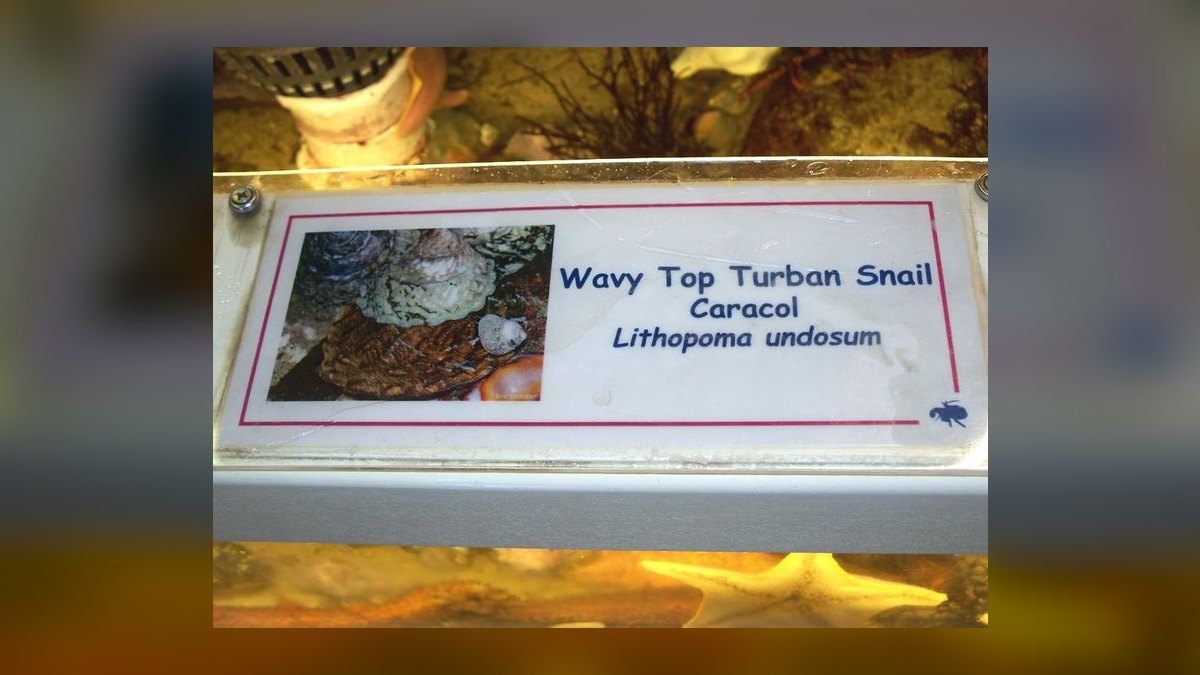 Top 10 Hermit Crab Shells in Rare Sizes and Patterns for 2027 — figure 3