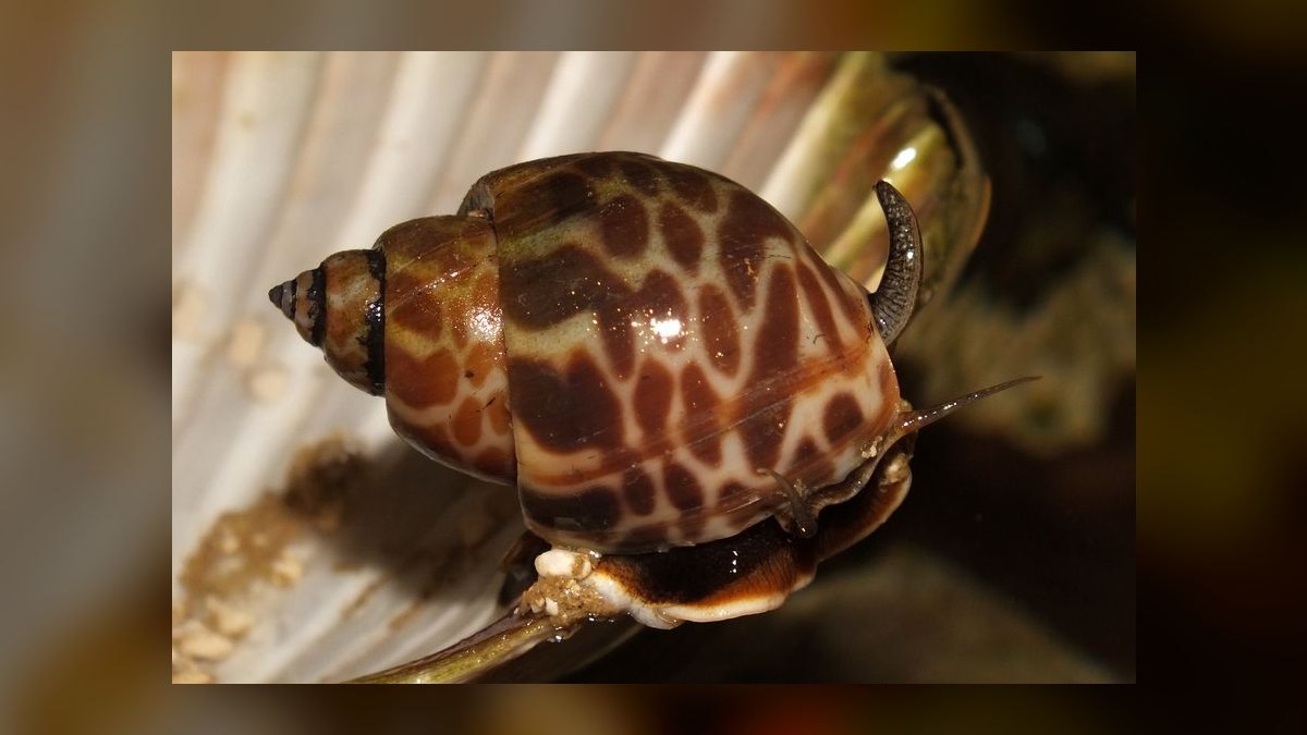 Top 10 Hermit Crab Shells in Rare Sizes and Patterns for 2027 — figure 5