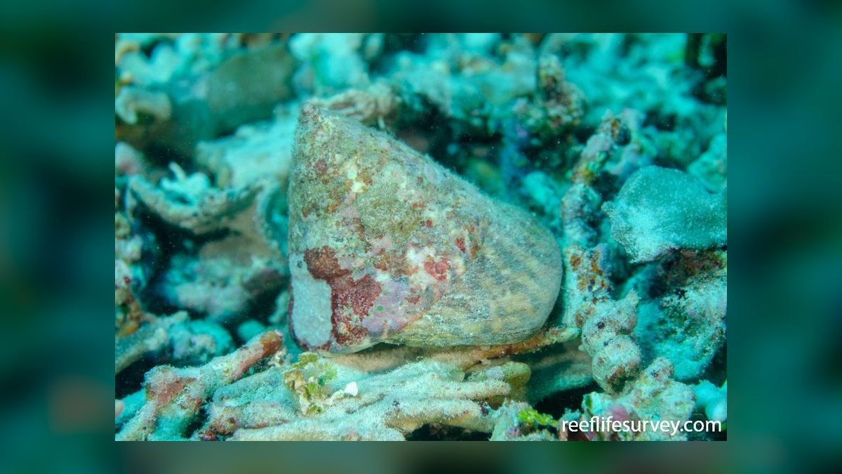 Top 10 Hermit Crab Shells in Rare Sizes and Patterns for 2027 — figure 6