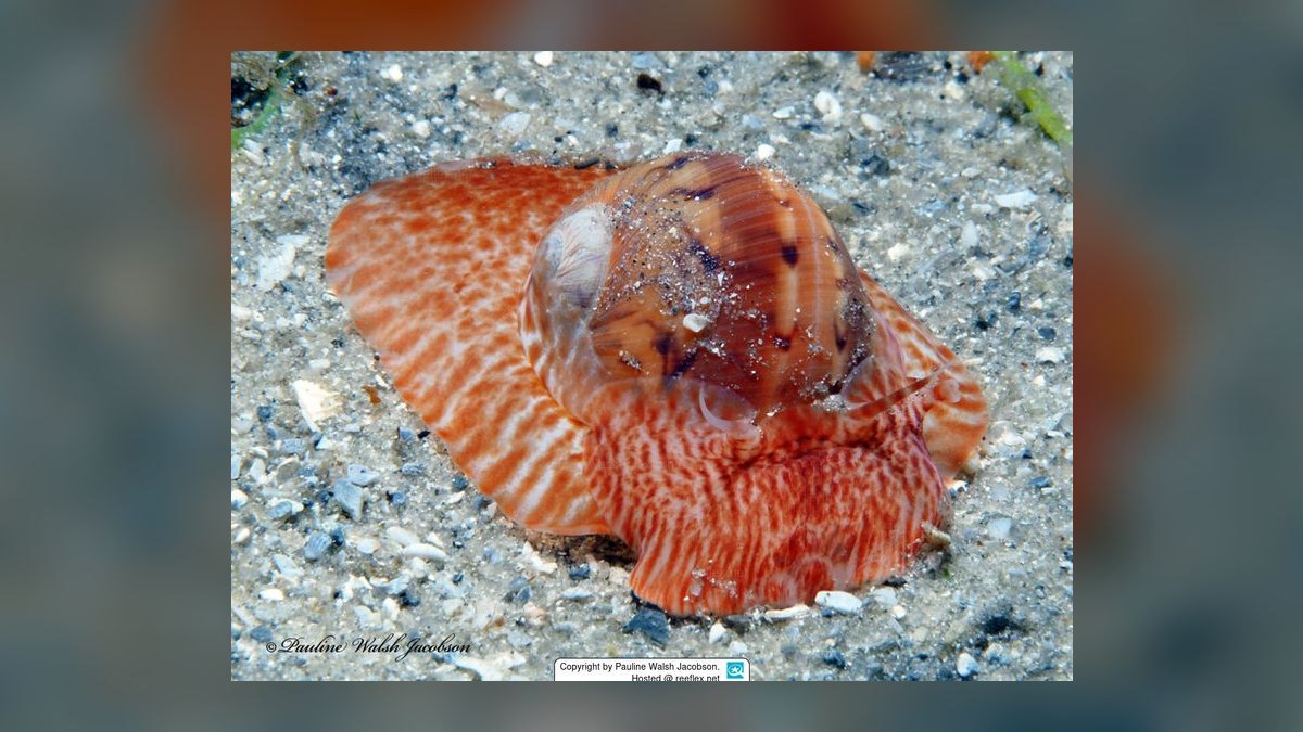 Top 10 Hermit Crab Shells in Rare Sizes and Patterns for 2027 — figure 7
