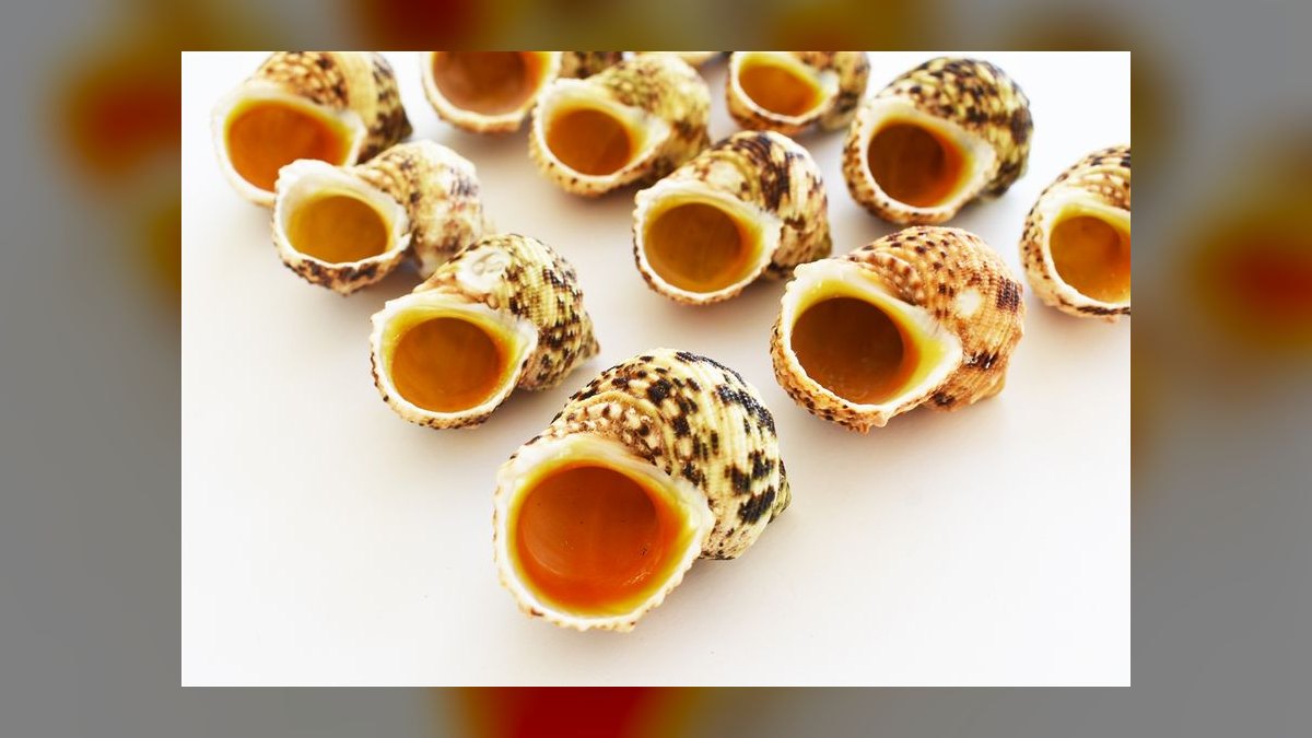 Top 10 Hermit Crab Shells in Rare Sizes and Patterns for 2027 — figure 9