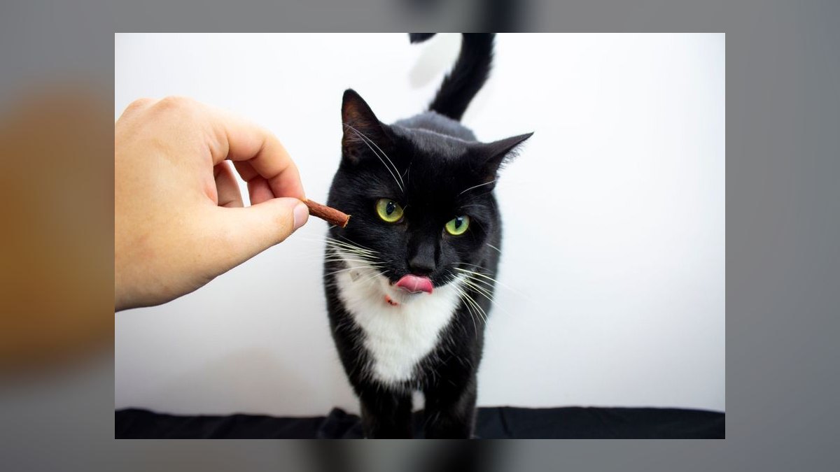 Top 10 Cat Treat Puzzles for Overweight Indoor Felines in 2027 — figure 1