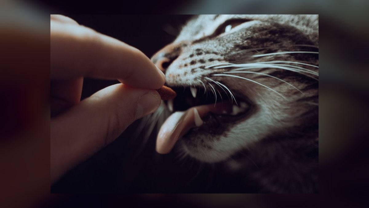 Top 10 Cat Treat Puzzles for Overweight Indoor Felines in 2027 — figure 10