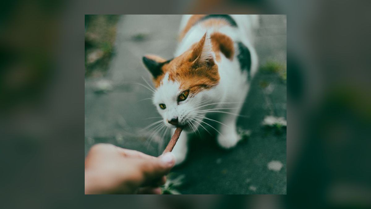 Top 10 Cat Treat Puzzles for Overweight Indoor Felines in 2027 — figure 2