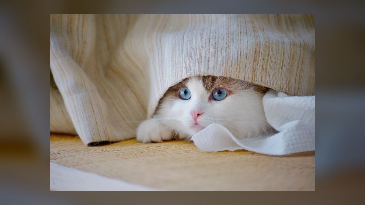 Top 10 Cat Treat Puzzles for Overweight Indoor Felines in 2027 — figure 3