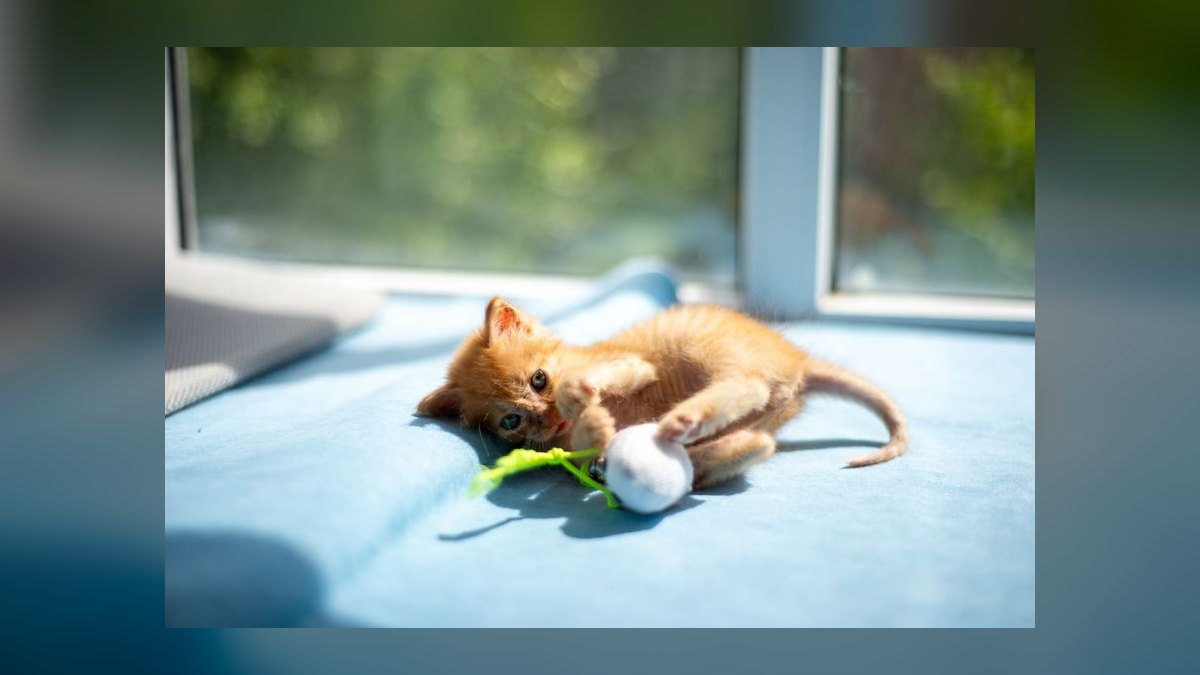 Top 10 Cat Treat Puzzles for Overweight Indoor Felines in 2027 — figure 4