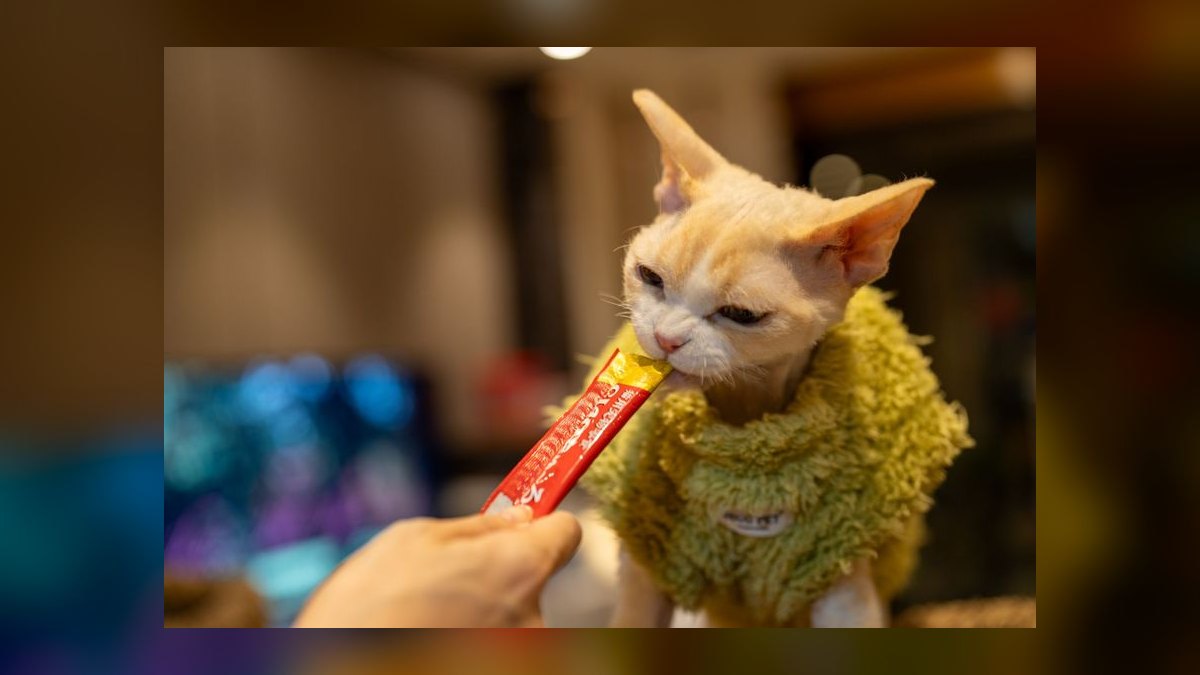 Top 10 Cat Treat Puzzles for Overweight Indoor Felines in 2027 — figure 6