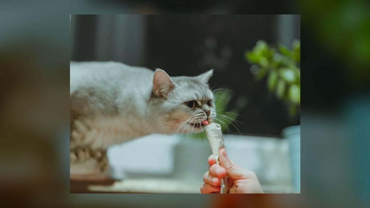 Top 10 Cat Treat Puzzles for Overweight Indoor Felines in 2027 — figure 7