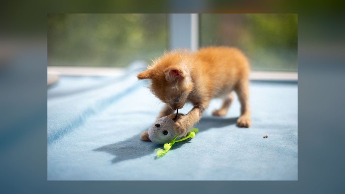 Top 10 Cat Treat Puzzles for Overweight Indoor Felines in 2027 — figure 9