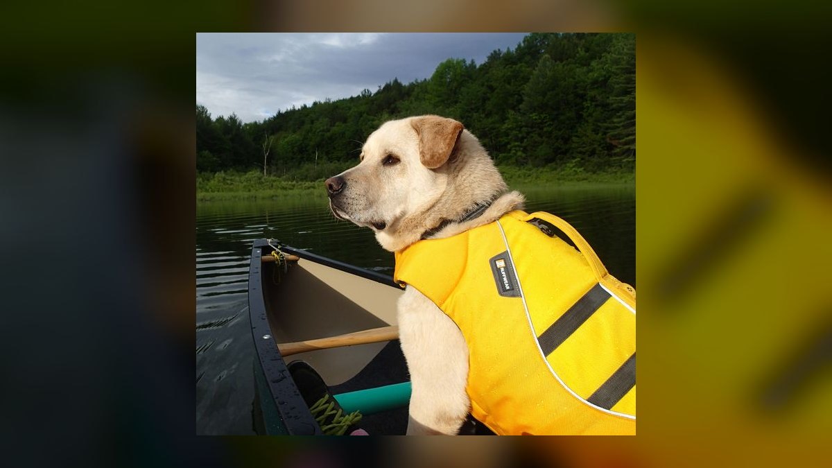 Top 10 Dog Pool Flotation Vests for Senior or Arthritic Breeds in 2027 — figure 2