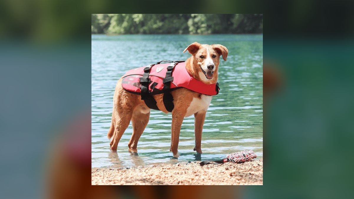 Top 10 Dog Pool Flotation Vests for Senior or Arthritic Breeds in 2027 — figure 4