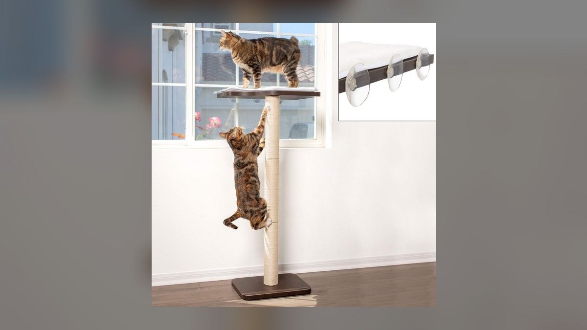 Top 10 Cat Window Perches with Suction Cups for Heavy Breeds (2027) — figure 3
