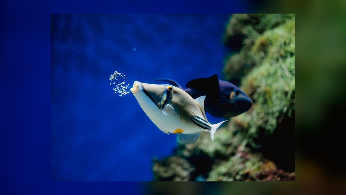 Top 10 Automatic Fish Feeder Timers for Vacation Care (2027, Dial vs. Digital) — figure 1