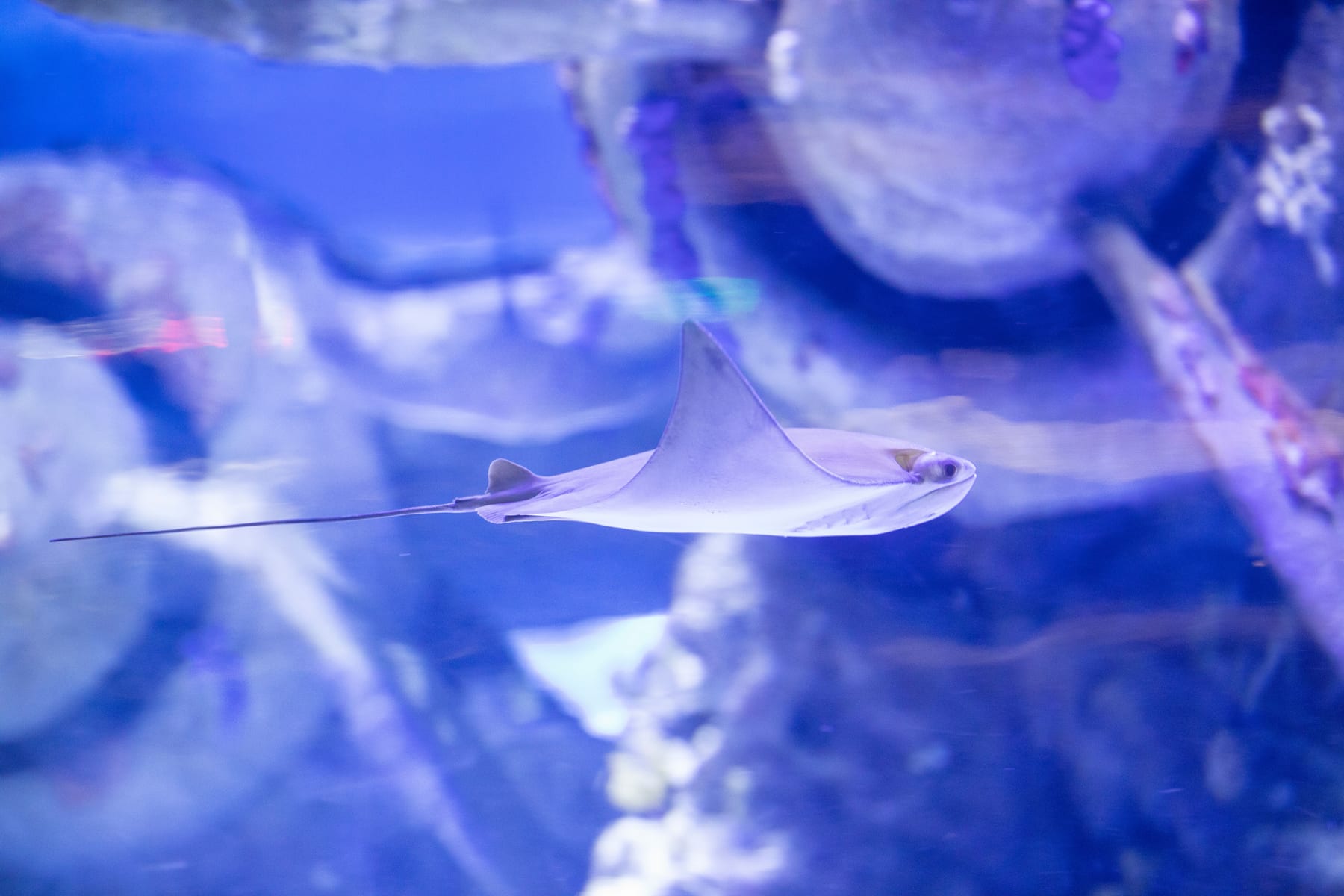 Top 10 Aquarium Glass Scrapers with Long Handles for Deep Tanks (2027) — figure 4