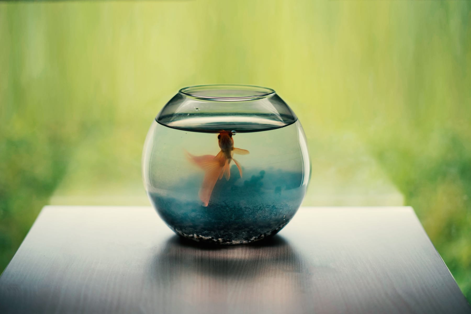 Top 10 Aquarium Glass Scrapers with Long Handles for Deep Tanks (2027) — figure 5