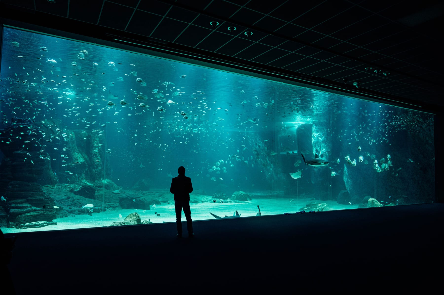 Top 10 Aquarium Glass Scrapers with Long Handles for Deep Tanks (2027) — figure 7
