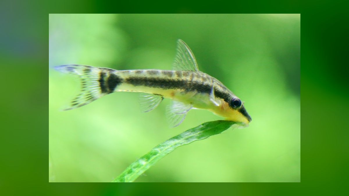 Top 10 Snail-Free Algae Eaters for Small Community Aquariums in 2027 — figure 1
