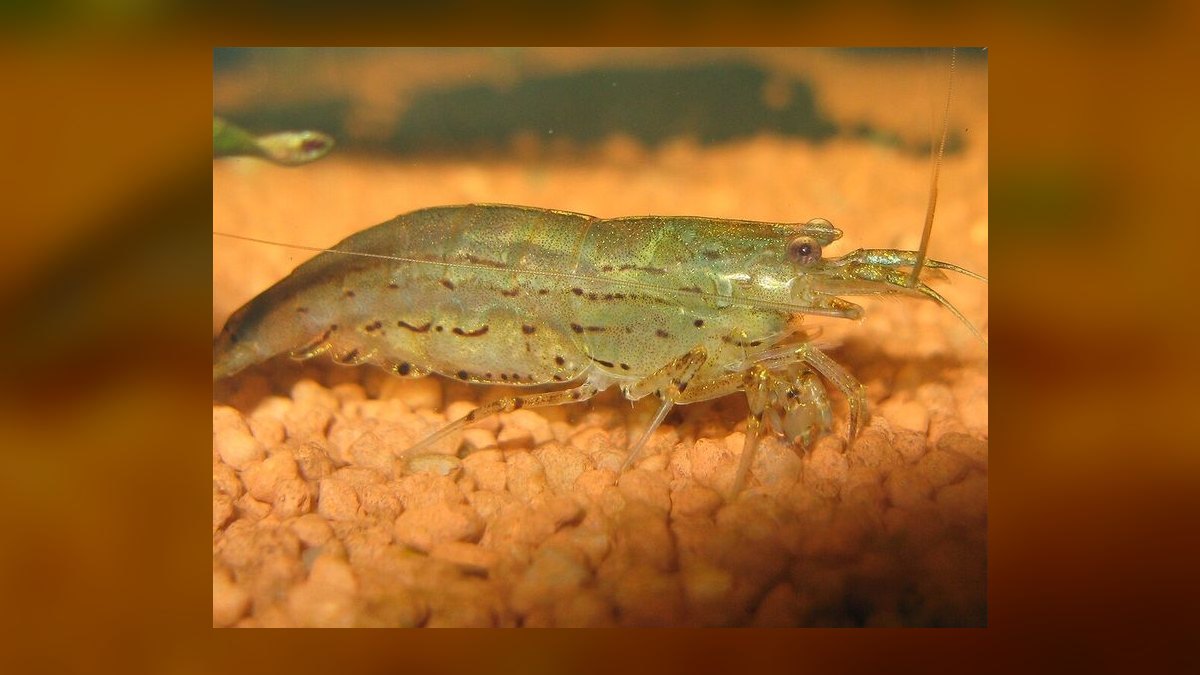 Top 10 Snail-Free Algae Eaters for Small Community Aquariums in 2027 — figure 3