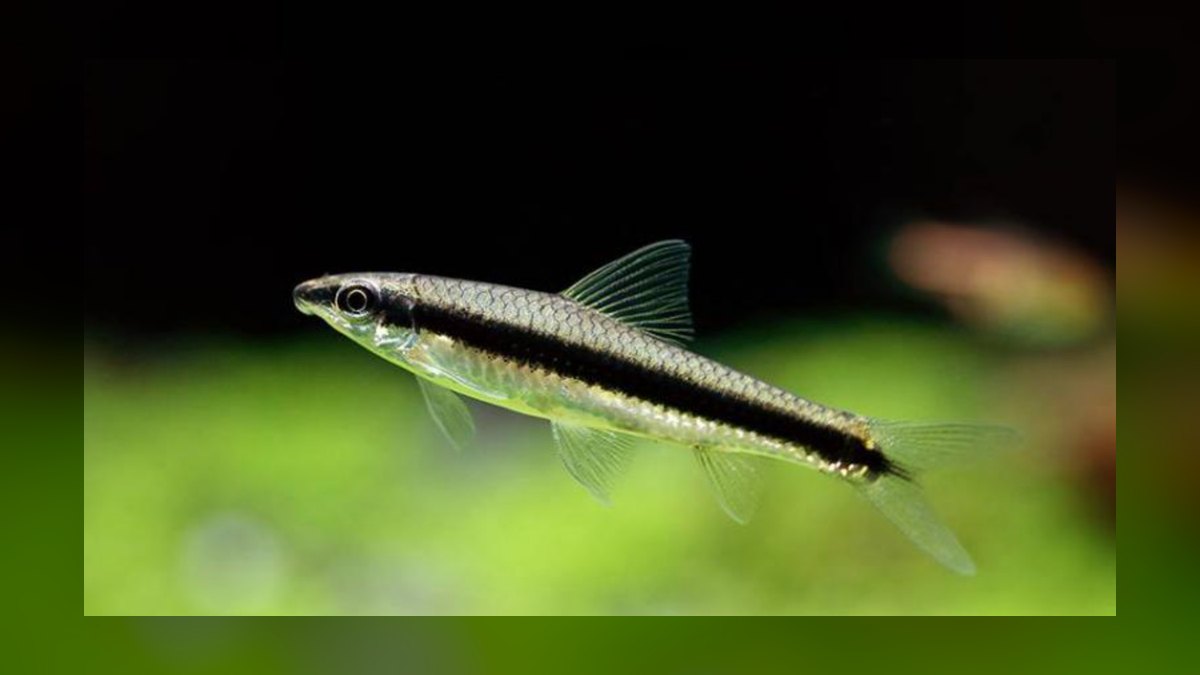 Top 10 Snail-Free Algae Eaters for Small Community Aquariums in 2027 — figure 4