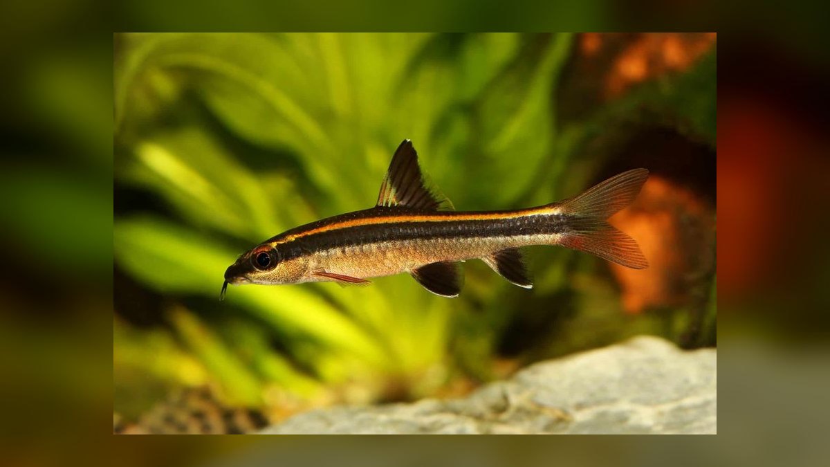 Top 10 Snail-Free Algae Eaters for Small Community Aquariums in 2027 — figure 5