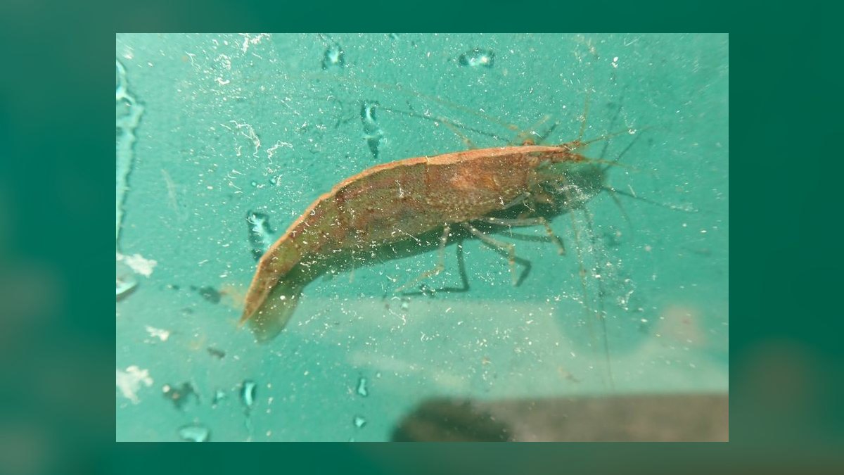 Top 10 Snail-Free Algae Eaters for Small Community Aquariums in 2027 — figure 8