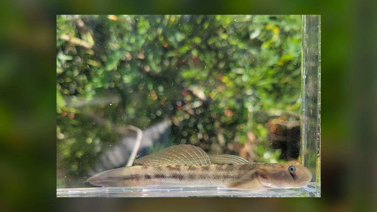 Top 10 Snail-Free Algae Eaters for Small Community Aquariums in 2027 — figure 9