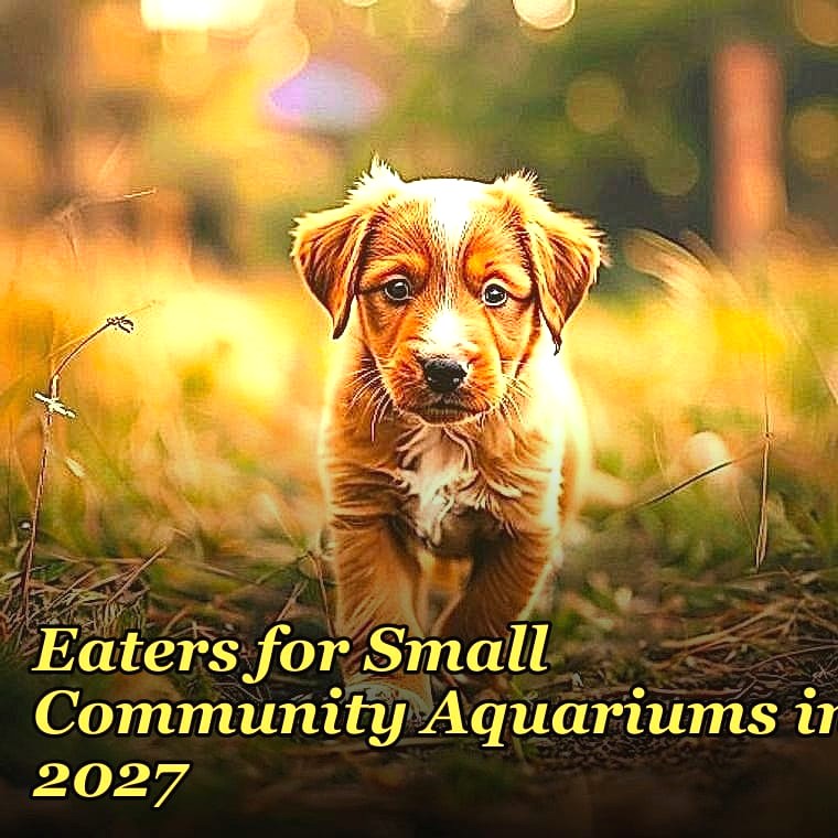 Top 10 Snail-Free Algae Eaters for Small Community Aquariums in 2027