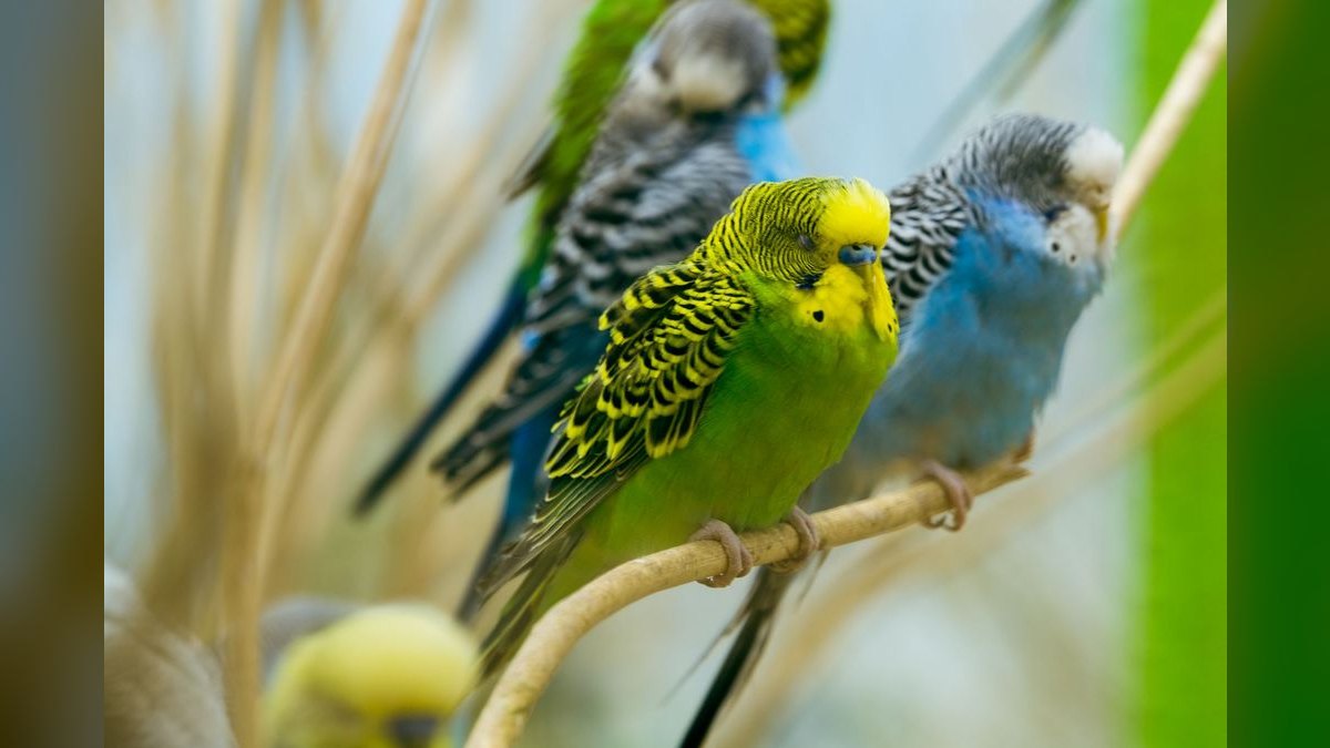 Top 10 Parakeet Cuttlebone Holders with Easy Clip Mounts (2027) — figure 2