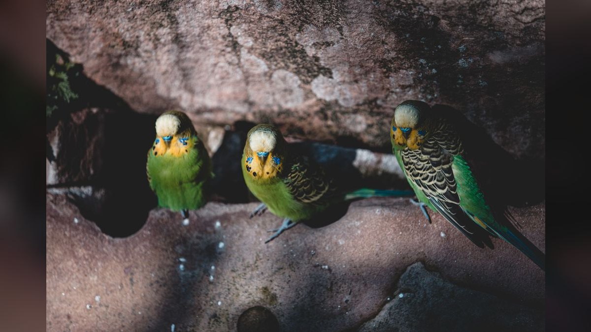 Top 10 Parakeet Cuttlebone Holders with Easy Clip Mounts (2027) — figure 3