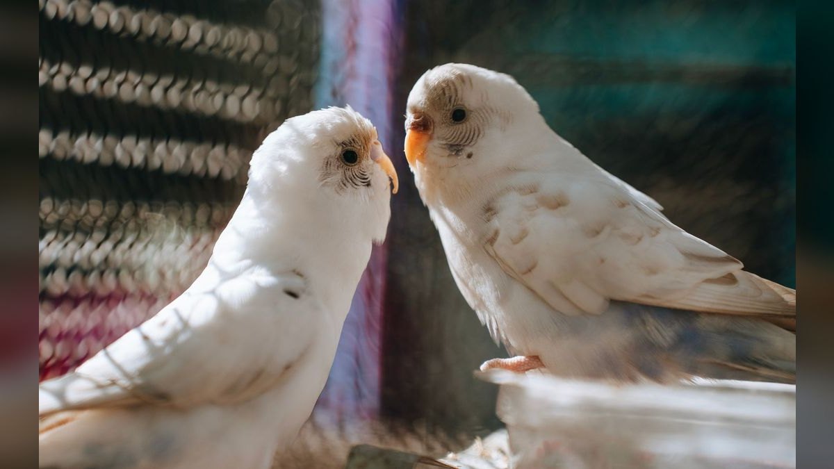 Top 10 Parakeet Cuttlebone Holders with Easy Clip Mounts (2027) — figure 4