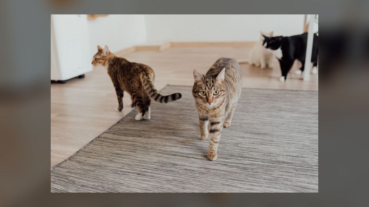 Top 10 Cat Puzzle Feeders for Slow Eaters in Multi-Cat Households (2027) — figure 1