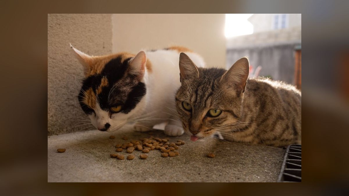 Top 10 Cat Puzzle Feeders for Slow Eaters in Multi-Cat Households (2027) — figure 10