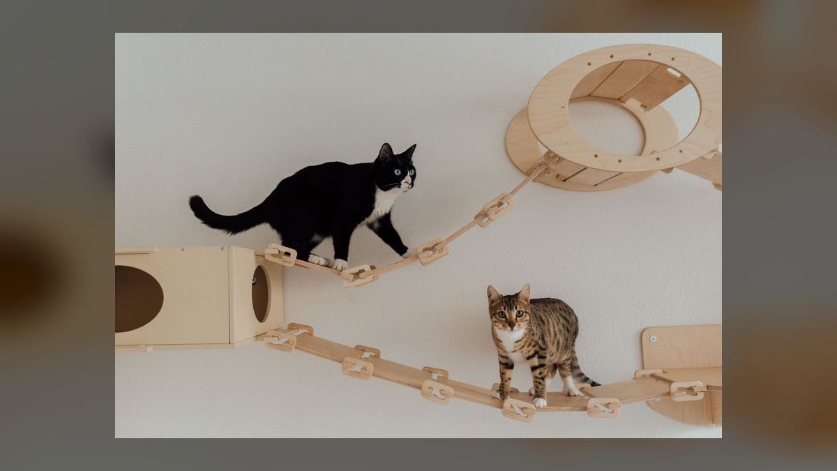 Top 10 Cat Puzzle Feeders for Slow Eaters in Multi-Cat Households (2027) — figure 9
