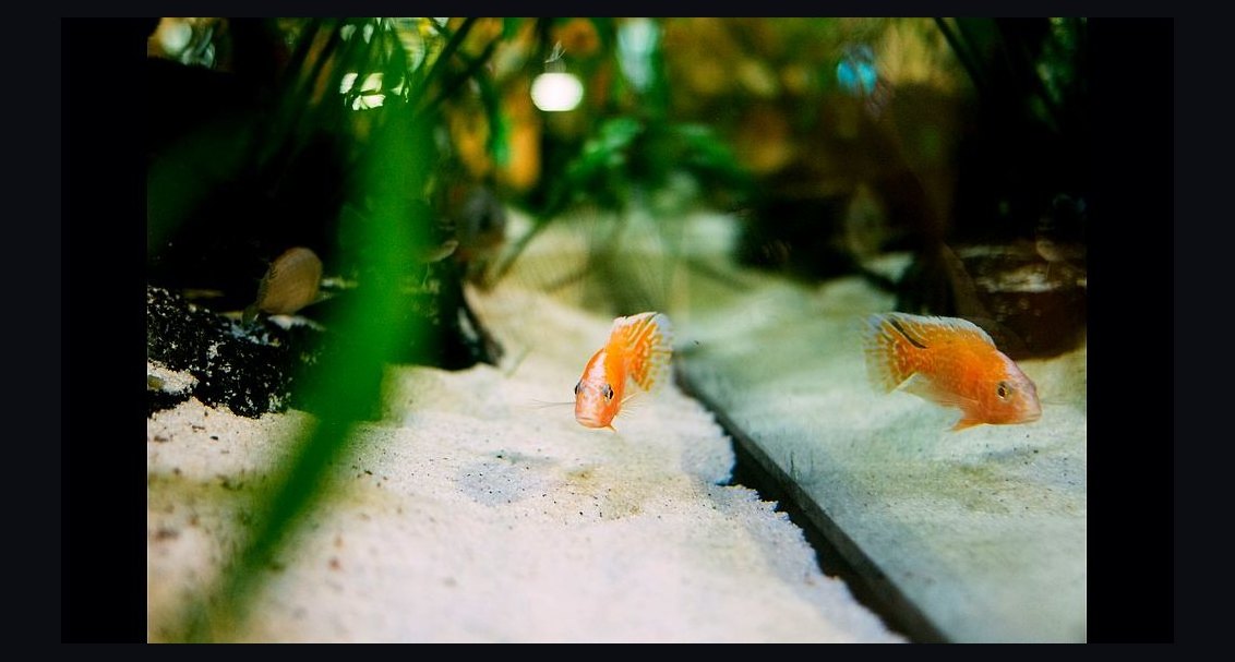 Can I use a sand substrate with an undergravel filter in a freshwater planted tank in 2026?