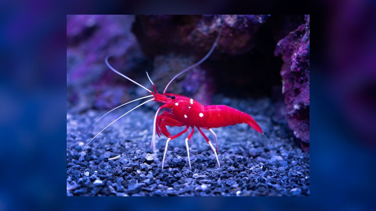 How do I safely treat tap water for a shrimp-only nano aquarium — figure 2