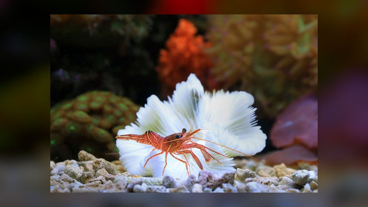 How do I safely treat tap water for a shrimp-only nano aquarium — figure 3