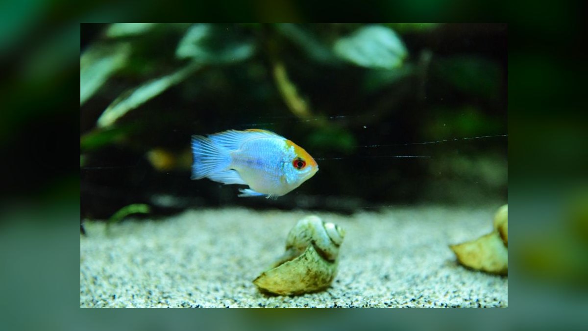 How do I safely treat tap water for a shrimp-only nano aquarium — figure 5