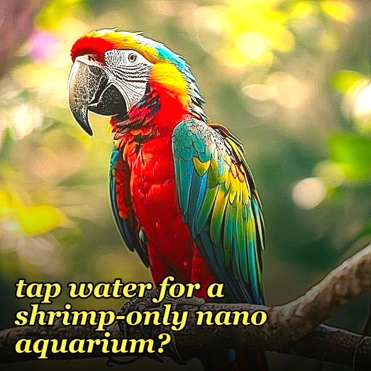 How do I safely treat tap water for a shrimp-only nano aquarium?