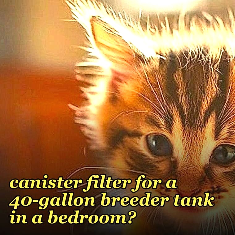What is the best quiet canister filter for a 40-gallon breeder tank in a bedroom?