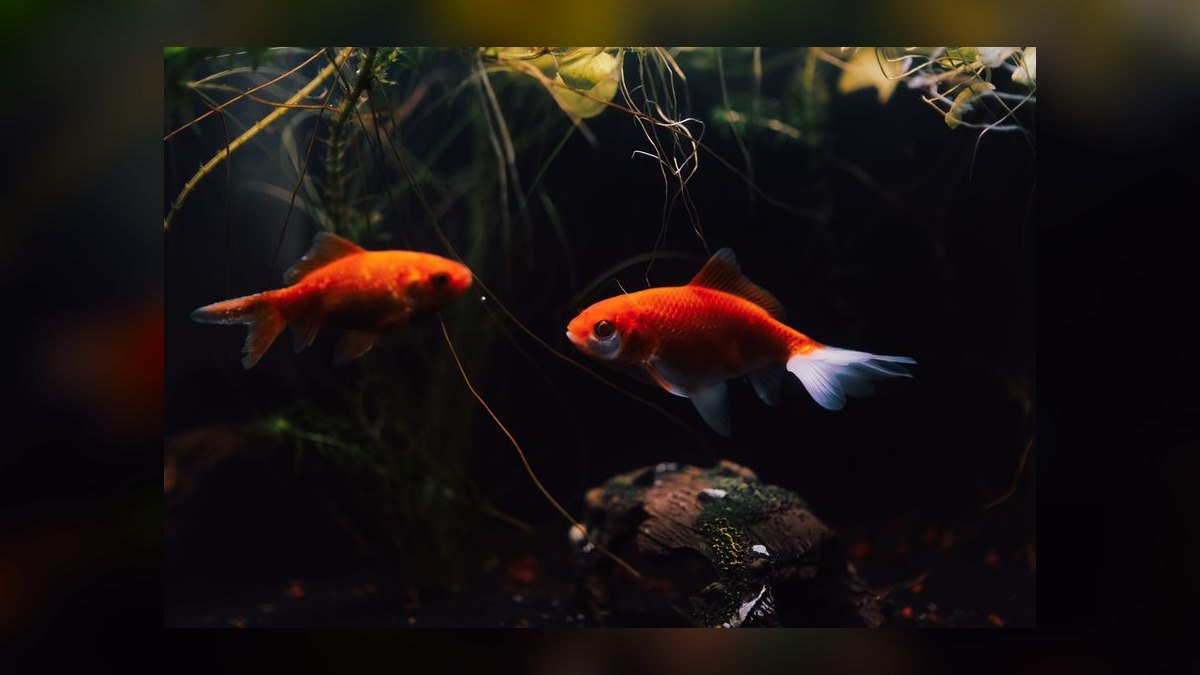 Why is my aquarium pH dropping overnight and how to prevent it — figure 1