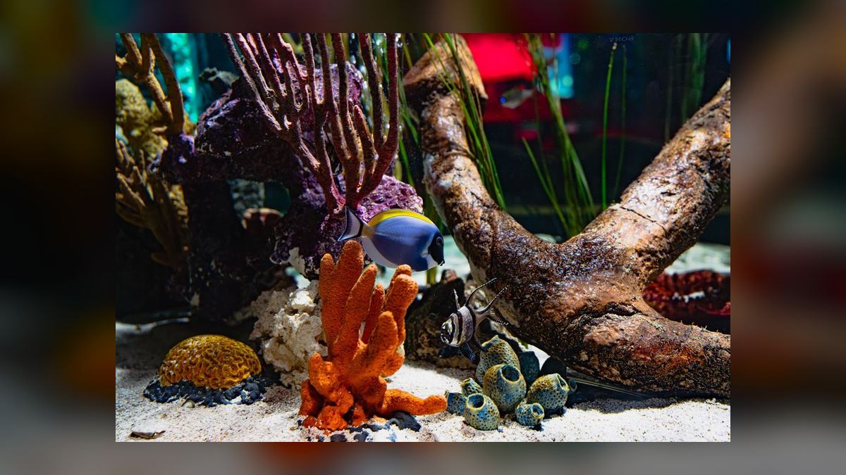 Why is my aquarium pH dropping overnight and how to prevent it — figure 2
