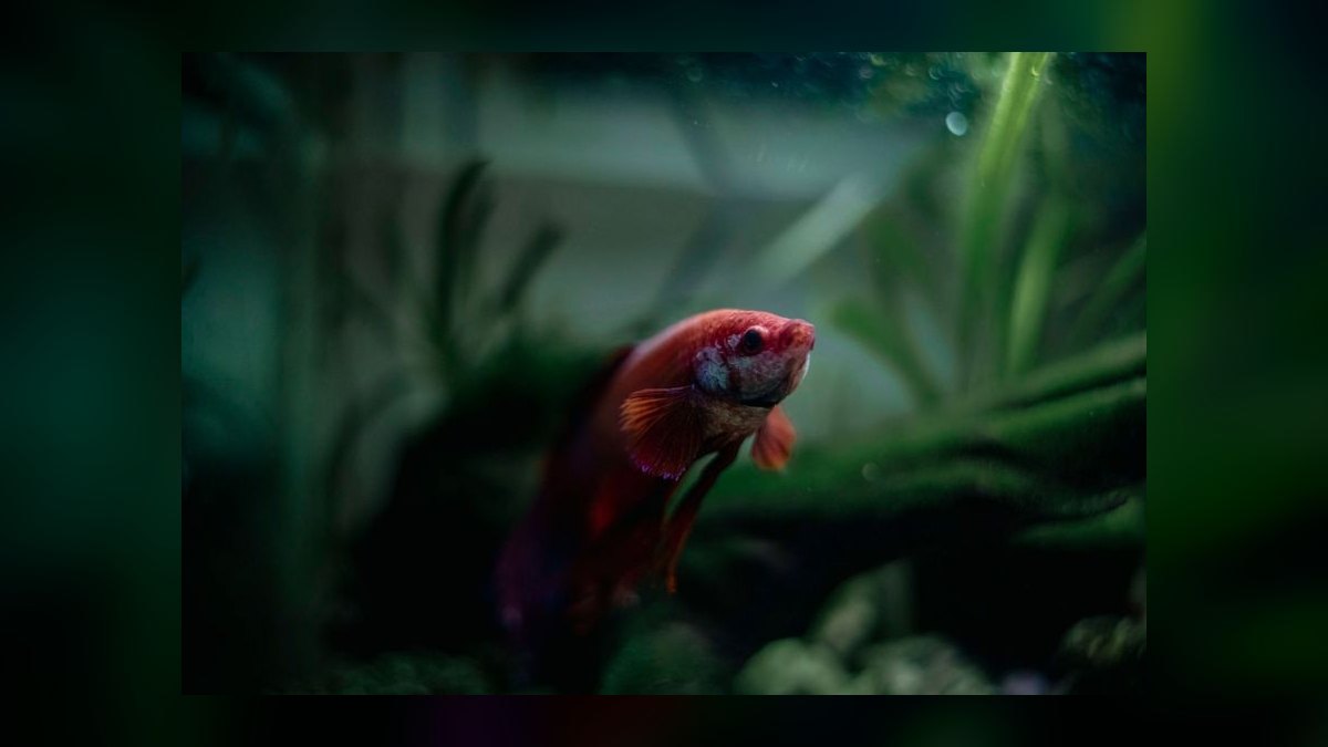 Why is my aquarium pH dropping overnight and how to prevent it — figure 4