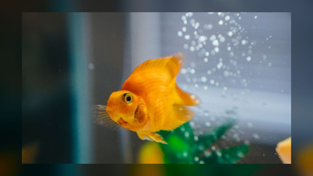 Why is my aquarium pH dropping overnight and how to prevent it — figure 6