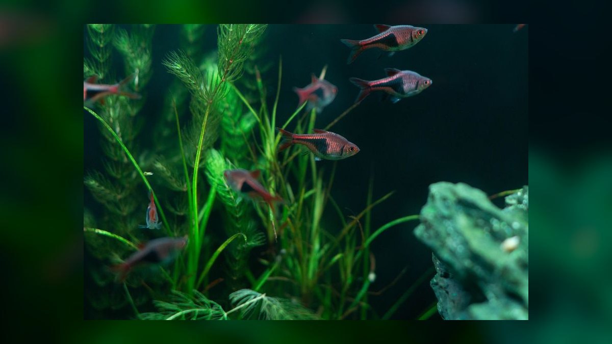 Why is my aquarium pH dropping overnight and how to prevent it — figure 7
