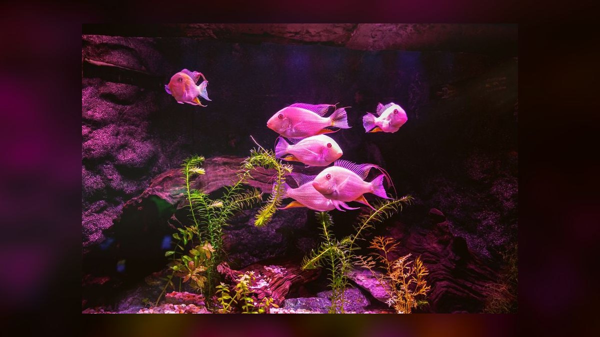 Why is my aquarium pH dropping overnight and how to prevent it — figure 9