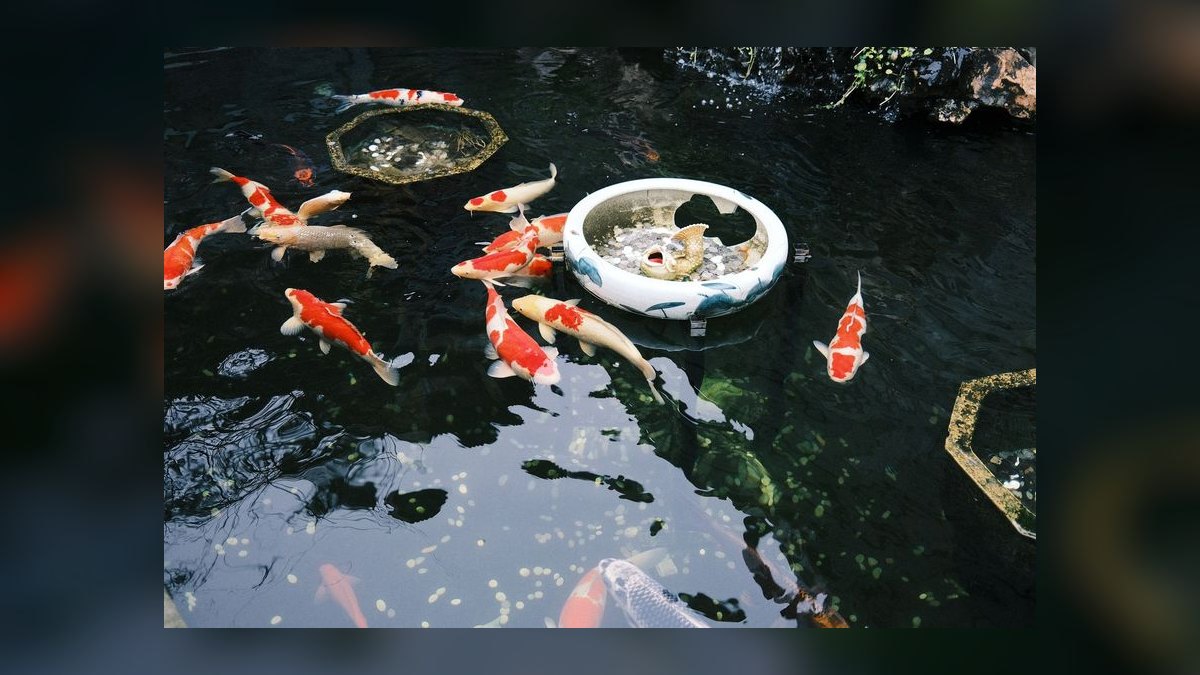 Best automatic fish feeder for pelleted food that doesn't clog or overfeed — figure 9