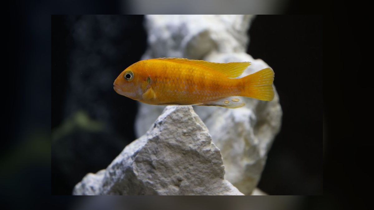 What is the ideal water hardness for keeping Apistogramma cichlids — figure 7